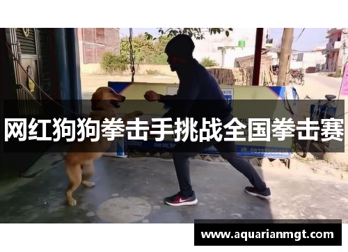 网红狗狗拳击手挑战全国拳击赛